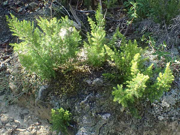 Erica arborea \ Baum-Heide / Tree Heather, I Liguria, Moneglia 30.9.2023