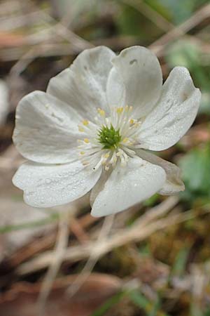 Ranunculus bilobus \ Zweilappiger Hahnenfu� / Twolobed Buttercup, I Alpi Bergamasche, Monte Alben 11.6.2017