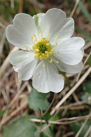 Ranunculus bilobus \ Zweilappiger Hahnenfu� / Twolobed Buttercup, I Alpi Bergamasche, Monte Alben 11.6.2017