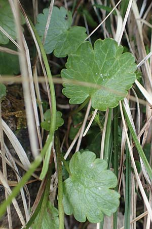 Ranunculus bilobus \ Zweilappiger Hahnenfu� / Twolobed Buttercup, I Alpi Bergamasche, Monte Alben 11.6.2017