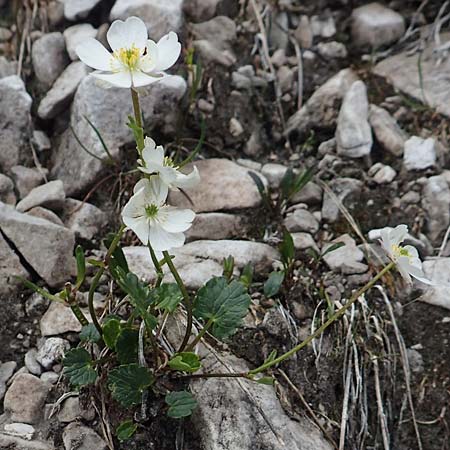 Ranunculus bilobus \ Zweilappiger Hahnenfu� / Twolobed Buttercup, I Alpi Bergamasche, Monte Alben 11.6.2017