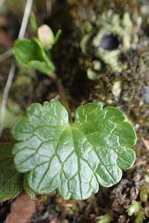 Ranunculus bilobus \ Zweilappiger Hahnenfu� / Twolobed Buttercup, I Alpi Bergamasche, Monte Alben 11.6.2017
