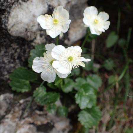 Ranunculus bilobus \ Zweilappiger Hahnenfu� / Twolobed Buttercup, I Alpi Bergamasche, Monte Alben 11.6.2017