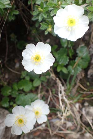 Ranunculus bilobus \ Zweilappiger Hahnenfu� / Twolobed Buttercup, I Alpi Bergamasche, Monte Alben 11.6.2017