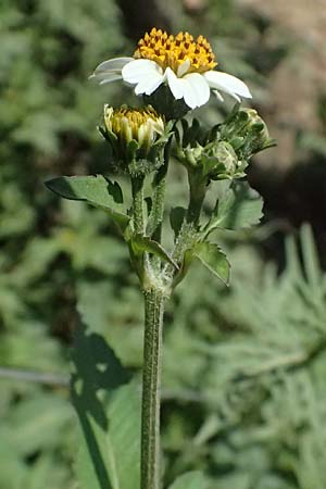 Bidens pilosa \ Behaarter Zweizahn, I Liguria, Cinque Terre 28.9.2023
