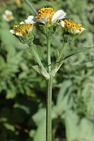 Bidens pilosa \ Behaarter Zweizahn, I Liguria, Cinque Terre 28.9.2023