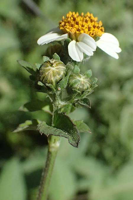 Bidens pilosa \ Behaarter Zweizahn, I Liguria, Cinque Terre 28.9.2023