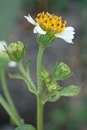 Bidens pilosa \ Behaarter Zweizahn, I Liguria, Moneglia 30.9.2023
