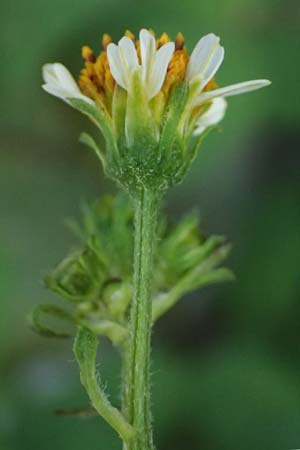 Bidens pilosa \ Behaarter Zweizahn, I Liguria, Moneglia 30.9.2023