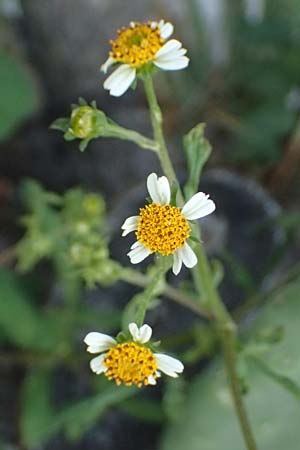 Bidens pilosa \ Behaarter Zweizahn, I Liguria, Moneglia 30.9.2023