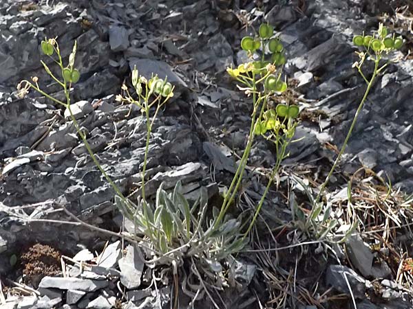 Biscutella laevigata \ Gew�hnliches Brillensch�tchen / Buckler Mustard, I Lago di Cancano 10.7.2026