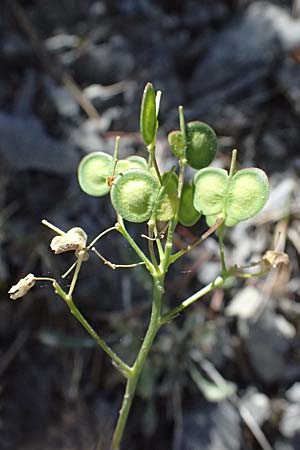 Biscutella laevigata \ Gew�hnliches Brillensch�tchen / Buckler Mustard, I Lago di Cancano 10.7.2026