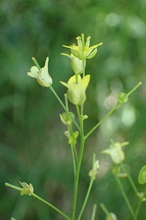 Biscutella laevigata \ Gew�hnliches Brillensch�tchen / Buckler Mustard, I Lago di Cancano 10.7.2026