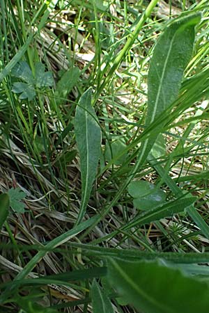 Biscutella laevigata \ Gew�hnliches Brillensch�tchen / Buckler Mustard, I Lago di Cancano 10.7.2026