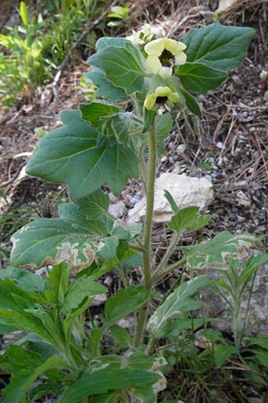 Hyoscyamus albus \ Wei&szlig;es Bilsenkraut / Round-Leaved Henbane, I Liguria, Castillo di Zuccarello 19.5.2013