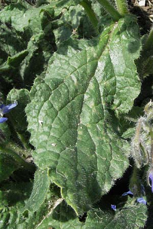 Borago officinalis \ Boretsch / Borago, I Ancona 30.5.2007