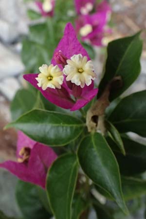 Bougainvillea spectabilis / Bougainvillea, I Liguria, Bonassola 4.10.2023
