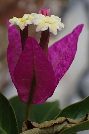 Bougainvillea spectabilis / Bougainvillea, I Liguria, Bonassola 4.10.2023