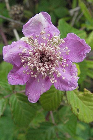 Rubus sanctus \ Heilige Brombeere / Holy Bramble, I Ancona 29.5.2007
