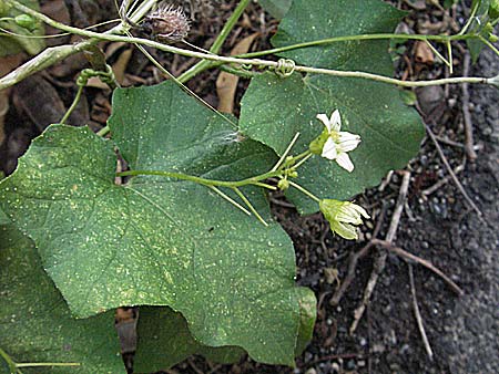 Bryonia alba or dioica \ Zaunr�be / Bryony, I Orvieto 2.6.2007