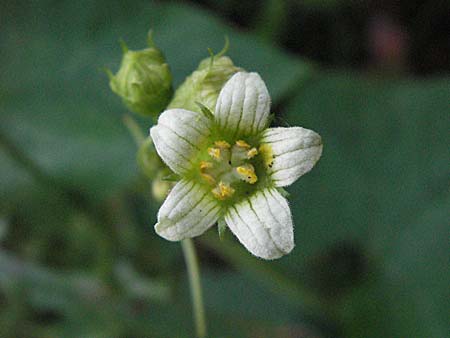 Bryonia alba or dioica \ Zaunr�be / Bryony, I Orvieto 2.6.2007