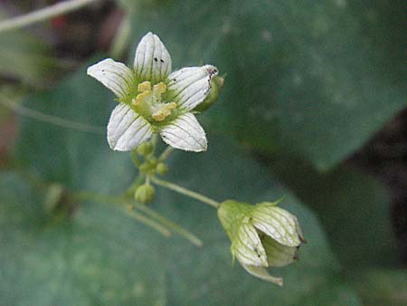 Bryonia alba or dioica \ Zaunr�be / Bryony, I Orvieto 2.6.2007