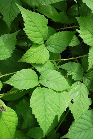 Rubus fruticosus agg. \ Brombeere / Bramble, Blackberry, I Vicenza 31.7.2011