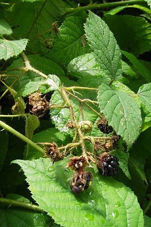 Rubus fruticosus agg. \ Brombeere / Bramble, Blackberry, I Vicenza 31.7.2011