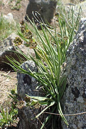 Bupleurum stellatum \ Stern-Hasenohr / Starry Hare's Ear, I Passo San Marco 10.6.2017