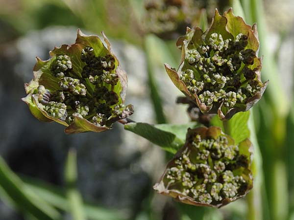Bupleurum stellatum \ Stern-Hasenohr / Starry Hare's Ear, I Passo San Marco 10.6.2017