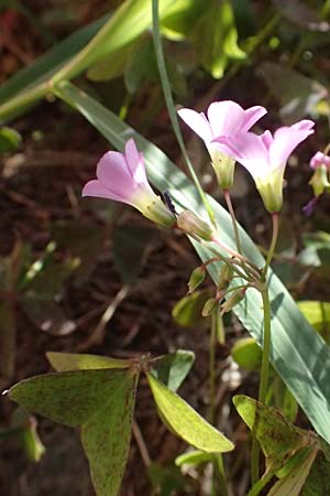 Oxalis triangularis \ Dreieckiger Sauerklee, Roter Dreiecksklee / Purple Triangular Sorrel, False Shamrock, I Liguria, Deiva Marina 30.9.2023