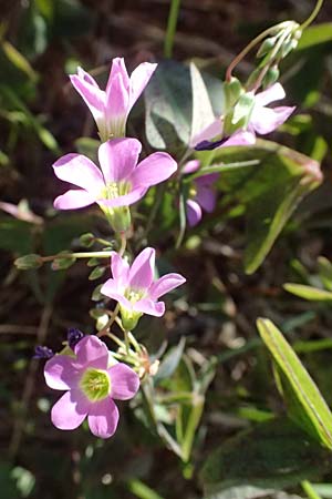 Oxalis triangularis \ Dreieckiger Sauerklee, Roter Dreiecksklee / Purple Triangular Sorrel, False Shamrock, I Liguria, Deiva Marina 30.9.2023