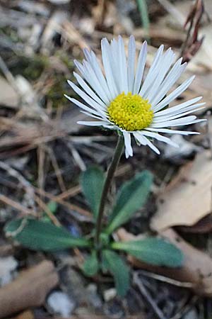Bellis sylvestris \ Wald-Gnseblmchen / Southern Daisy, I Liguria, Sestri Levante 3.10.2023