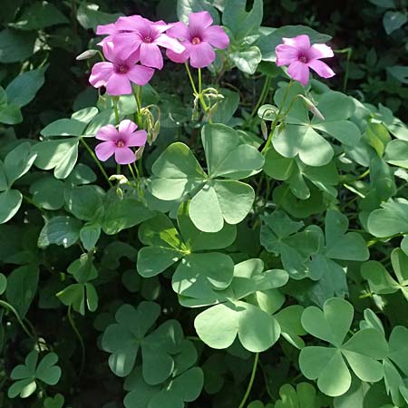 Oxalis debilis \ Brasilianischer Sauerklee / Pink Wood Sorrel, I Liguria, Sestri Levante 3.10.2023
