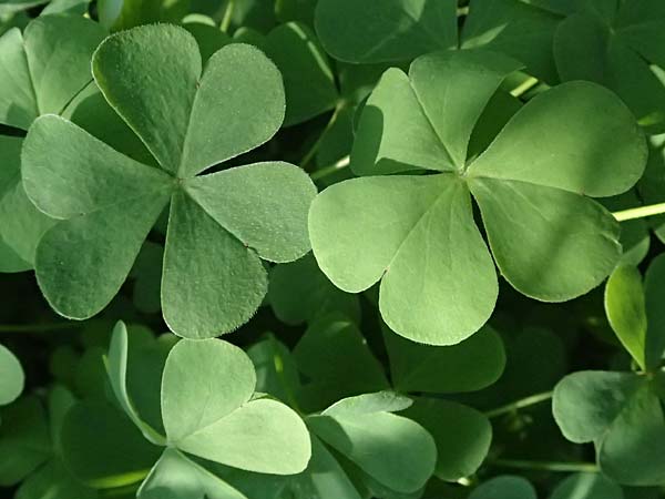 Oxalis debilis \ Brasilianischer Sauerklee / Pink Wood Sorrel, I Liguria, Sestri Levante 3.10.2023