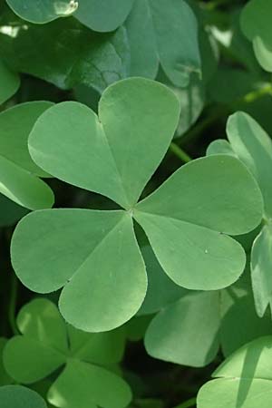 Oxalis debilis \ Brasilianischer Sauerklee / Pink Wood Sorrel, I Liguria, Sestri Levante 3.10.2023