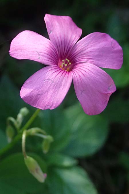 Oxalis debilis \ Brasilianischer Sauerklee / Pink Wood Sorrel, I Liguria, Sestri Levante 3.10.2023