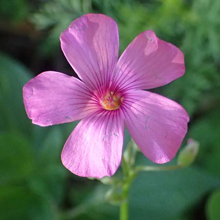 Oxalis debilis \ Brasilianischer Sauerklee / Pink Wood Sorrel, I Liguria, Sestri Levante 3.10.2023