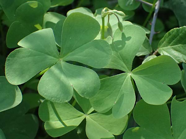 Oxalis debilis \ Brasilianischer Sauerklee / Pink Wood Sorrel, I Liguria, Sestri Levante 3.10.2023