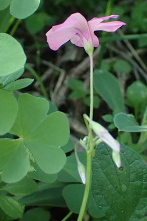 Oxalis debilis \ Brasilianischer Sauerklee / Pink Wood Sorrel, I Liguria, Sestri Levante 3.10.2023
