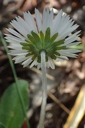Bellis sylvestris \ Wald-Gnseblmchen / Southern Daisy, I Liguria, Sestri Levante 3.10.2023