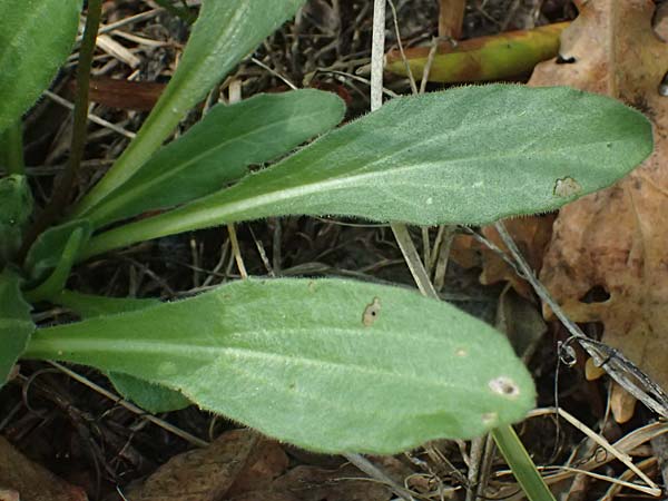 Bellis sylvestris \ Wald-Gnseblmchen / Southern Daisy, I Liguria, Sestri Levante 3.10.2023