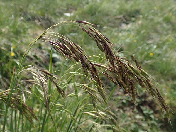 Helictotrichon parlatorei \ Parlatores Wiesenhafer / Parlatore's Oat Grass, I Alpi Bergamasche, Pizzo Arera 9.6.2017