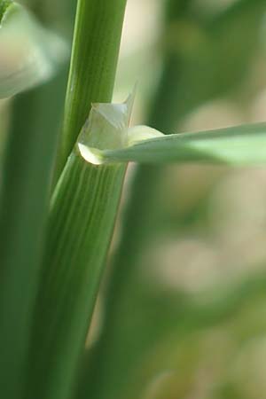 Helictotrichon parlatorei \ Parlatores Wiesenhafer / Parlatore's Oat Grass, I Alpi Bergamasche, Pizzo Arera 9.6.2017