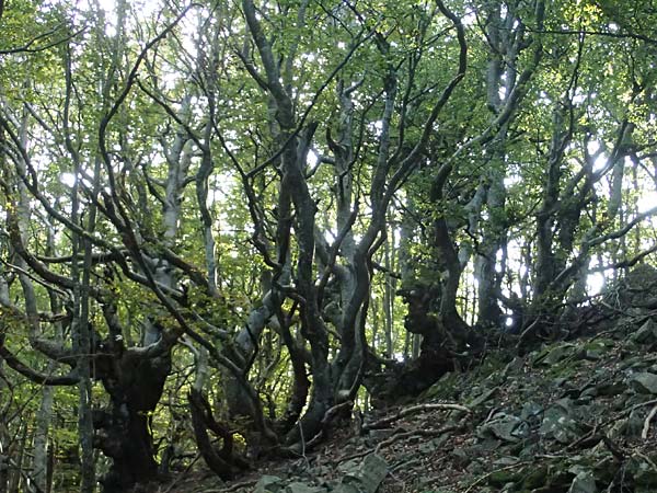 Fagus sylvatica \ Rot-Buche / Beech, I Liguria, Passo delle Cappelletta 1.10.2023