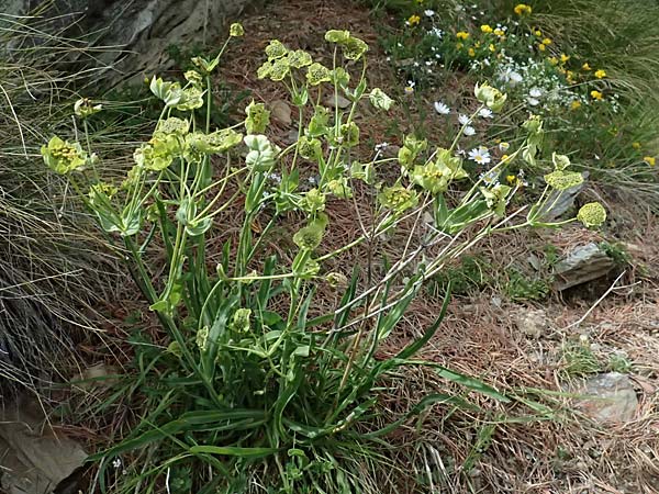 Bupleurum stellatum \ Stern-Hasenohr / Starry Hare's Ear, I Passo di Gavia 6.7.2026