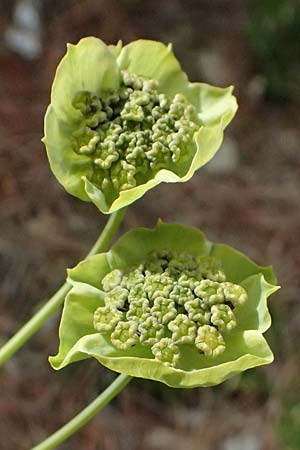 Bupleurum stellatum \ Stern-Hasenohr / Starry Hare's Ear, I Passo di Gavia 6.7.2026