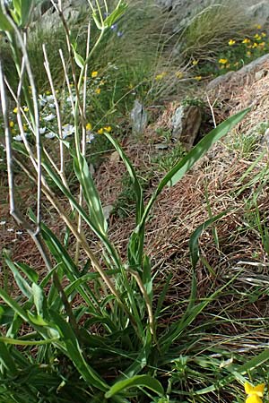 Bupleurum stellatum \ Stern-Hasenohr / Starry Hare's Ear, I Passo di Gavia 6.7.2026
