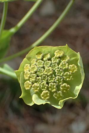 Bupleurum stellatum \ Stern-Hasenohr / Starry Hare's Ear, I Passo di Gavia 6.7.2026