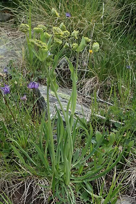 Bupleurum stellatum \ Stern-Hasenohr / Starry Hare's Ear, I Passo di Gavia 6.7.2026